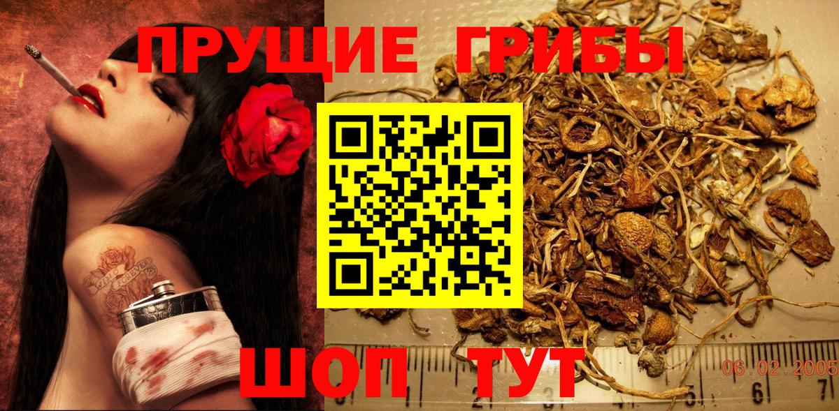 Галлюциногенные грибы Cubensis  сколько стоит  Вход с VPN  Красный Сулин  Псилоцибиновые грибы Cubensis 